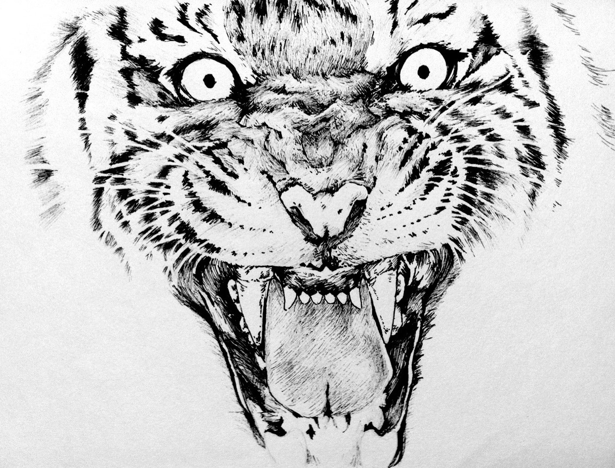 Tiger fineliner pen drawing by yun-hui-lee on DeviantArt
