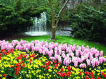 Keukenhof by superlibbie