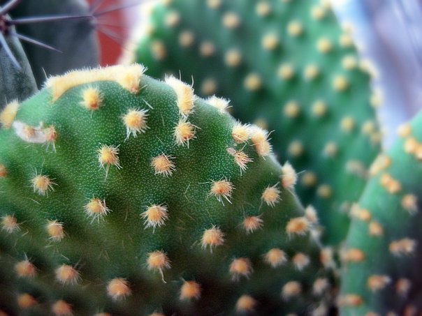 Cactus