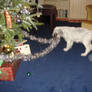 The dog and the Xmas tree...