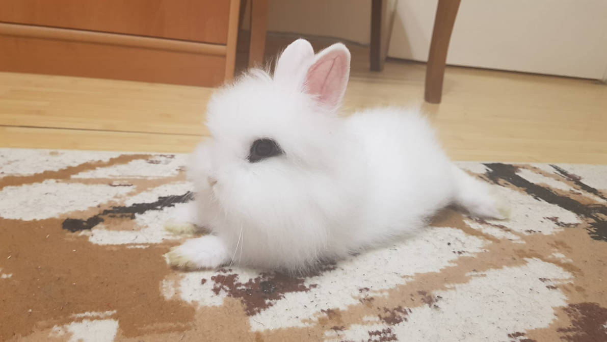 Mochi the bunny relaxing by EtherealDreamCloud on DeviantArt