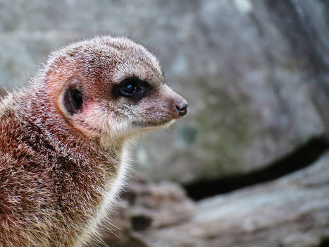 Meerkat