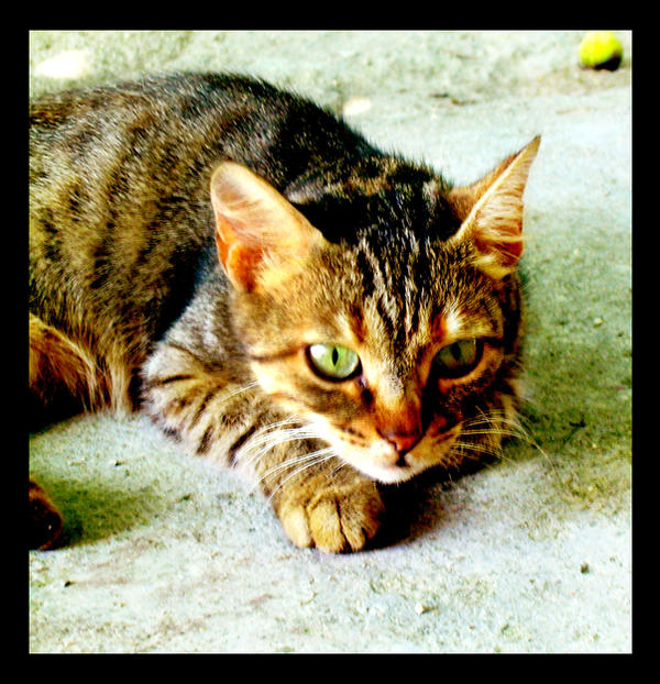kedi by gisedizemlerada on DeviantArt