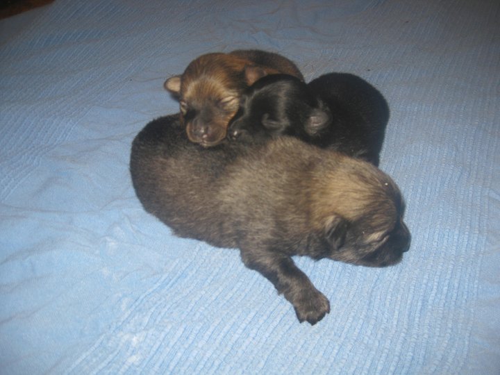 Emmy and her sisters.