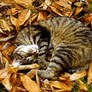 Furball in the leaves