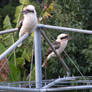 Kookaburra