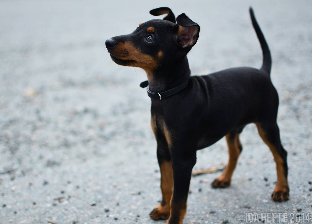 English Toy Terrier Puppy By Idahefte