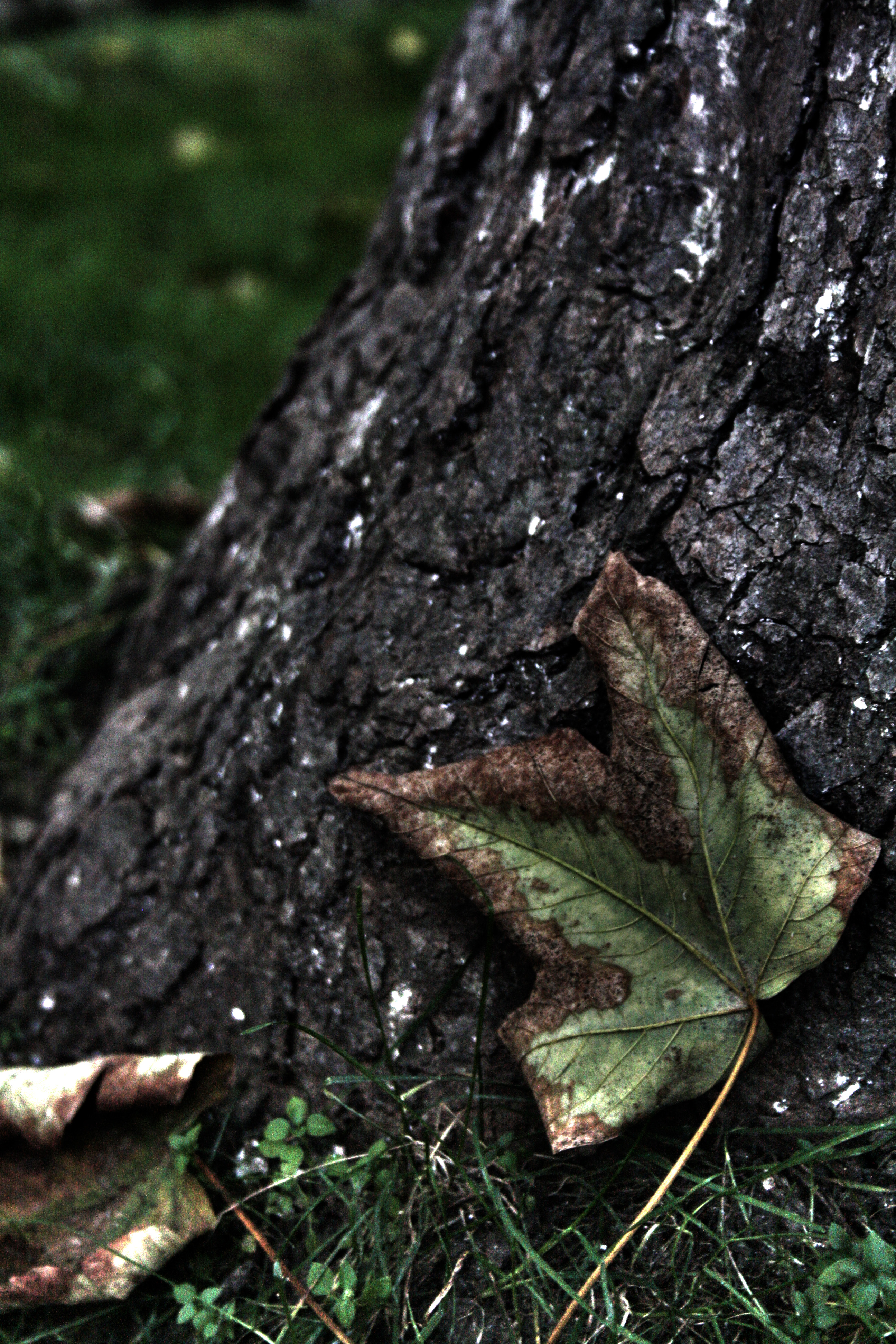 The second step of autumn