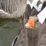 goose look