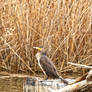 Great cormorant