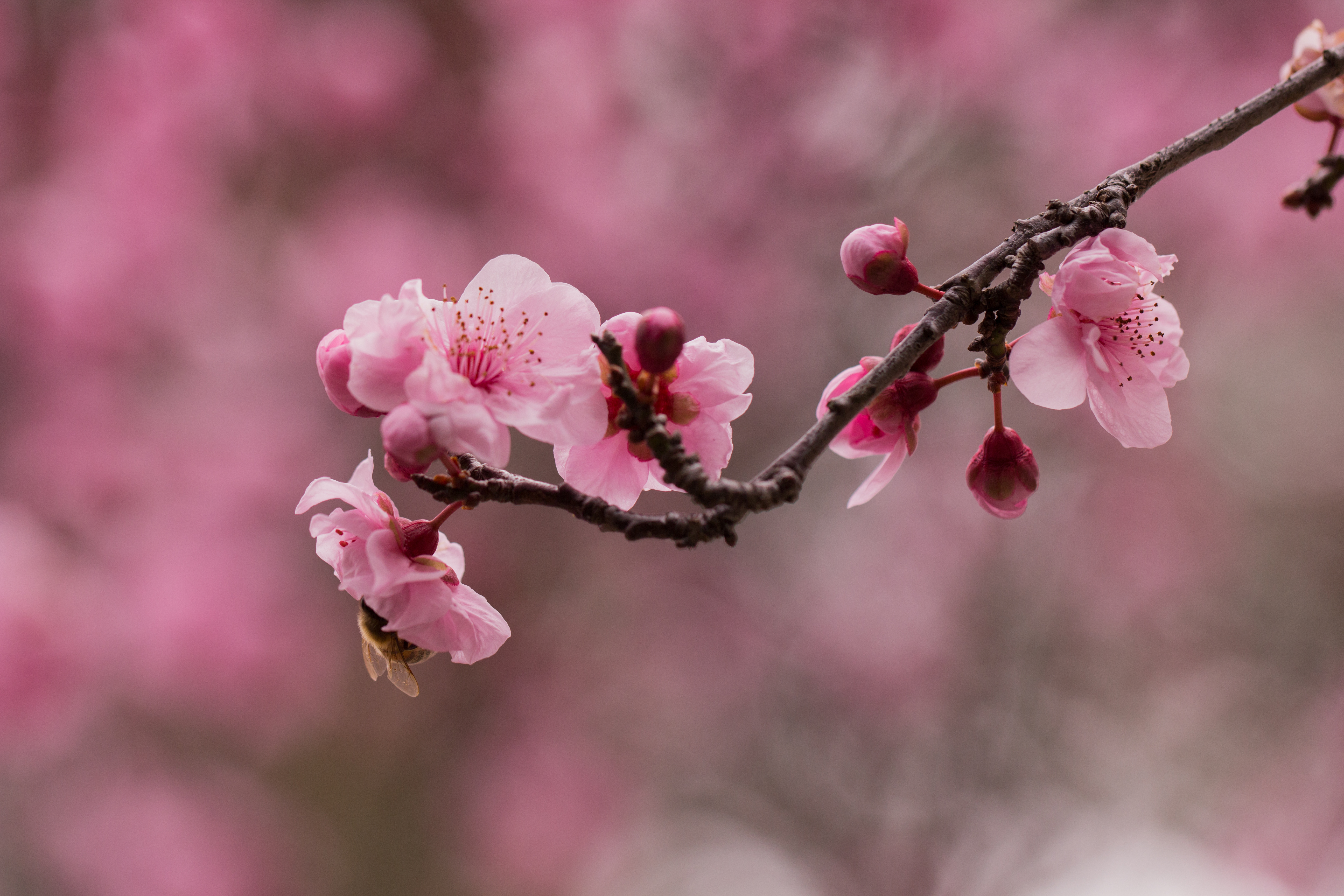 Cherry blossoms