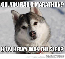 Funny-husky-dog-snow