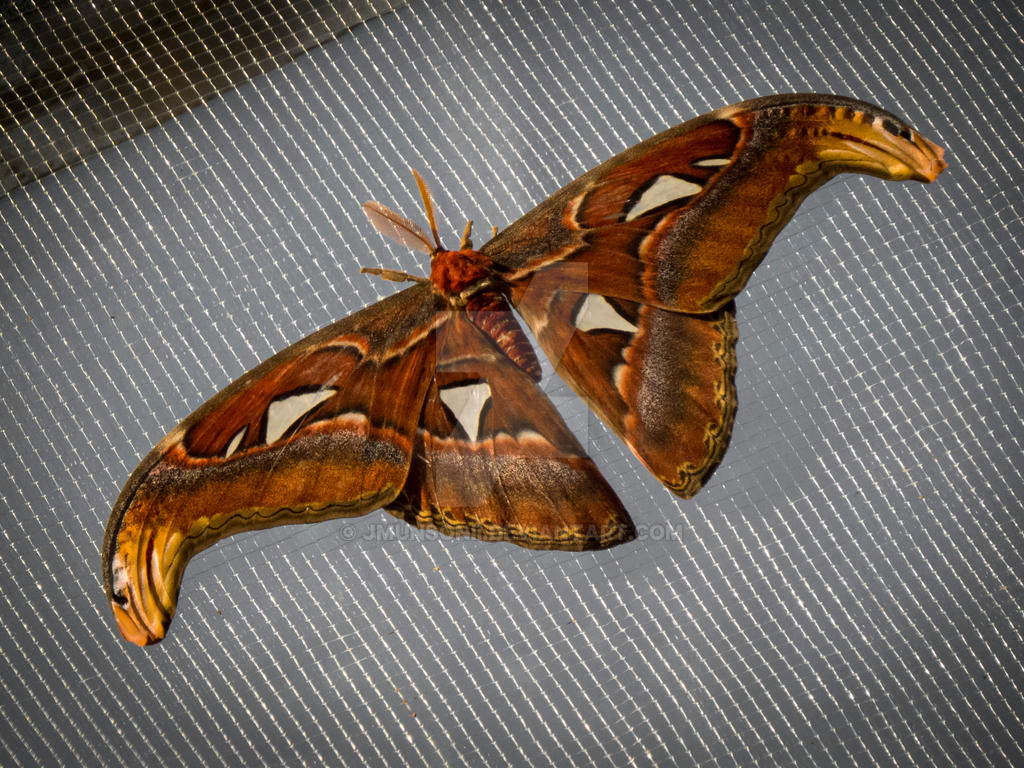 Attacus Atlas Pattern Attacus atlas by JMunsonII on DeviantArt