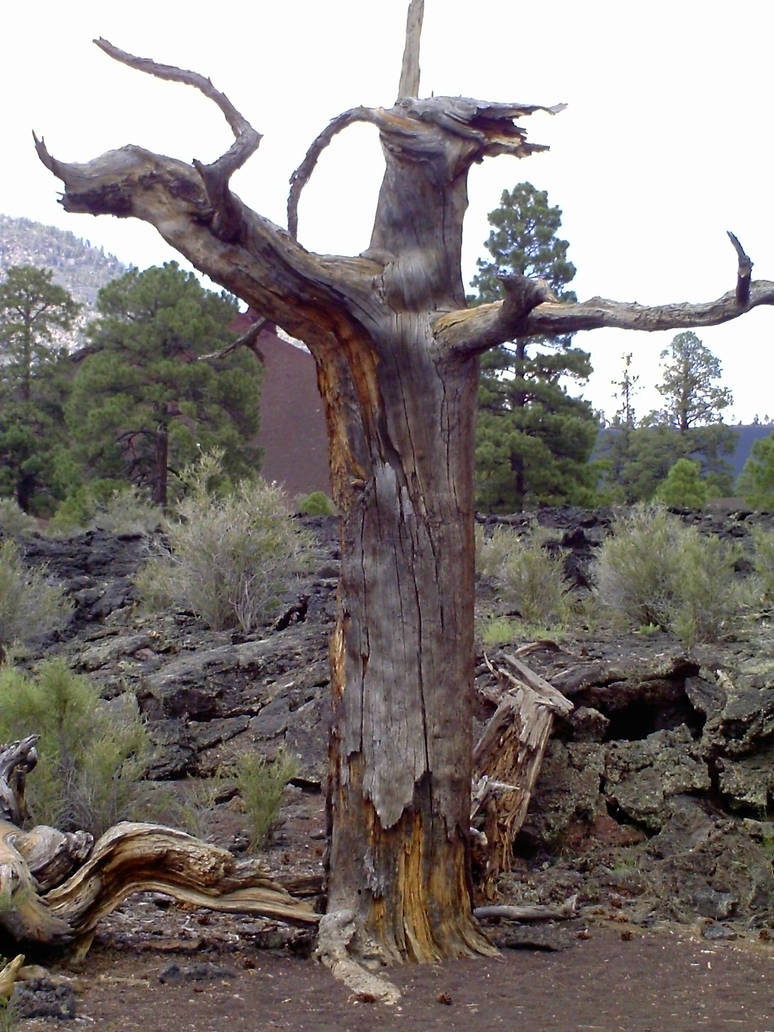 Demon Tree by Jess-Photography-01 on DeviantArt