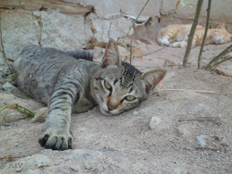 My Cats taking a nap^^