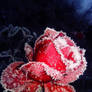 Frozen rose