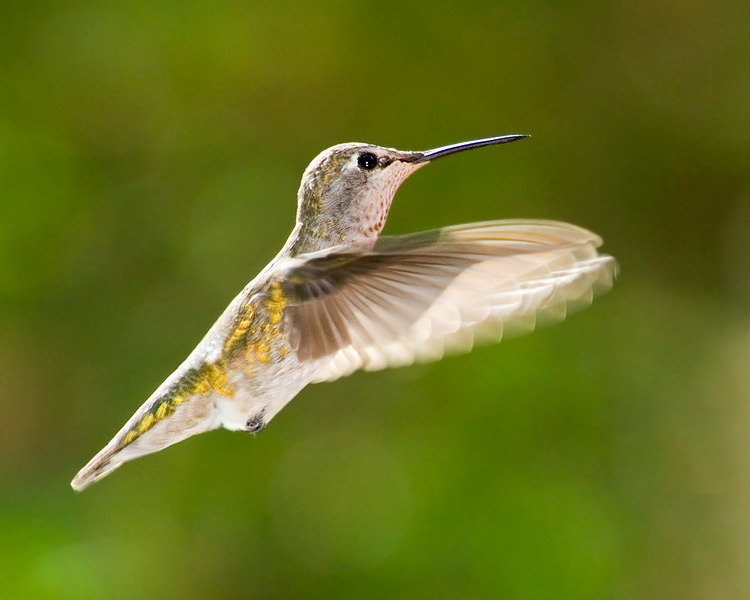 Heavenly Hummer