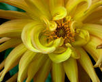 Yellow Dahlia by LarryGorlin