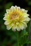 Dahlia by LarryGorlin