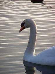 Swan 3