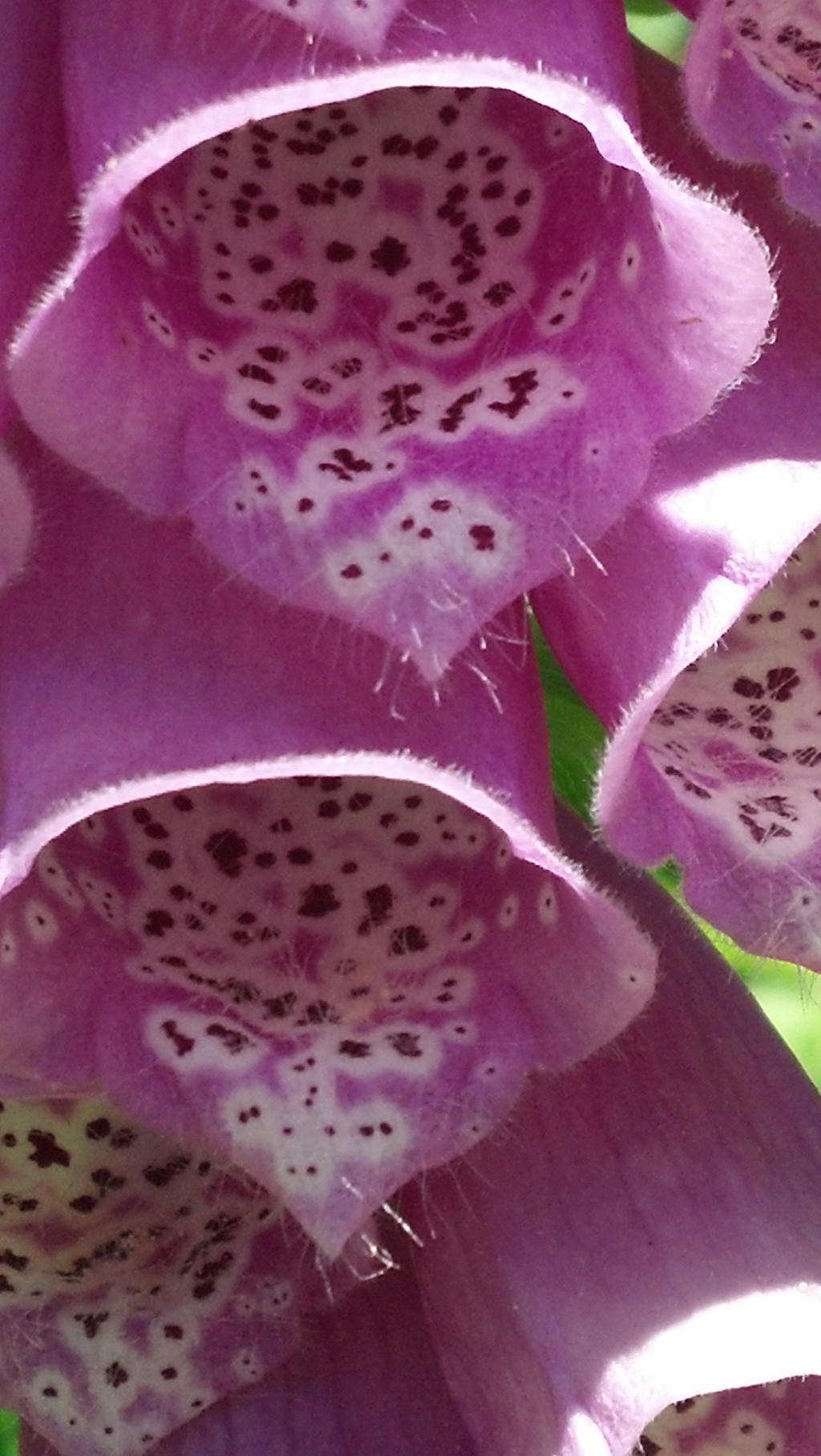 Wildflowers- Close Up