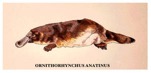 Platypus