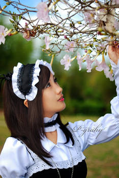 maid costume: cherry blossoms.