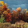 Autumn field