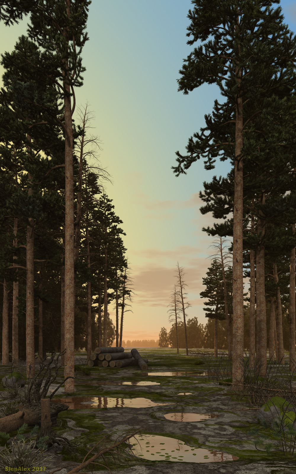 Evening in the pine forest.