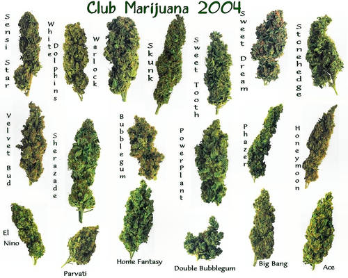 Club-Marijuana by puddlz