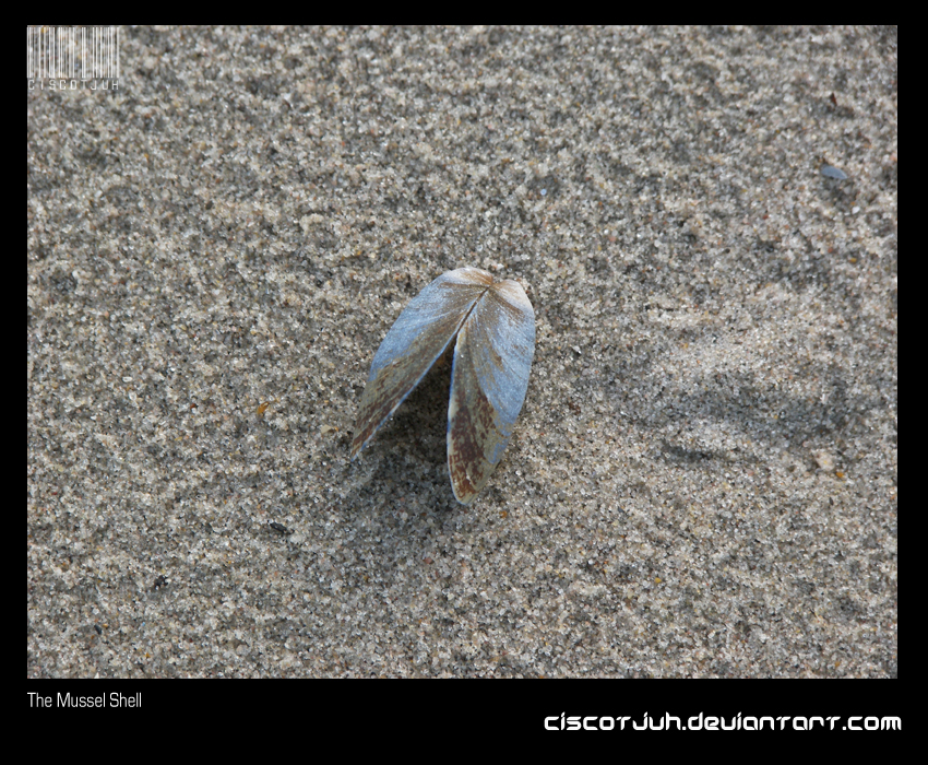 The Mussel Shell