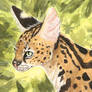 Silent Stalk | Serval Cat Watercolor