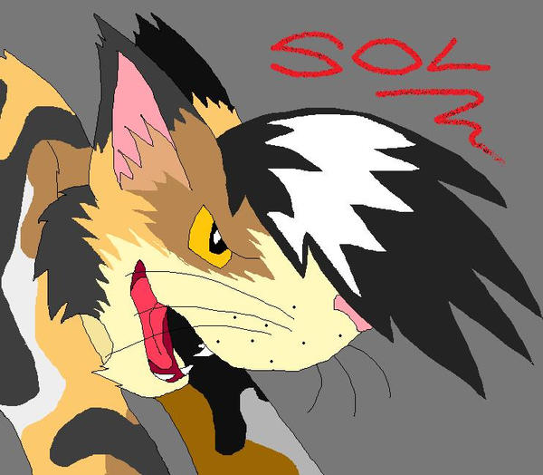 Kittens Sol Warrior Cats Sol by WarriorcatzluvMedi on DeviantArt