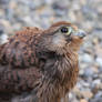 Eurasian kestrel