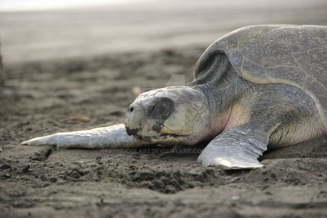 olive ridley sea turtle