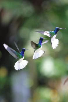 White-necked jacobin in flight