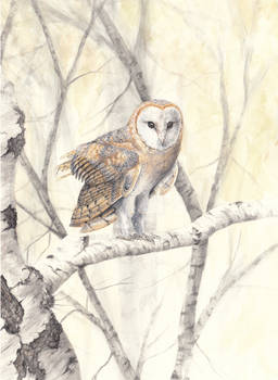 Barn owl