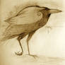 crow bird