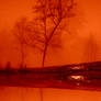 tree in rust tones 1