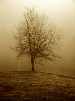 tree 17 in sepia tone