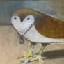 Owl Spirit, Warden
