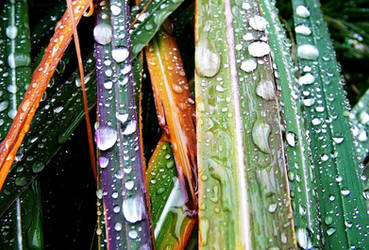 Droplets in Color