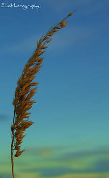 Grasses two