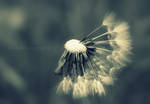 Dandelion Clock by ElinsPhotography