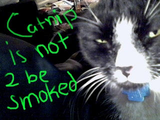 Dont Smoke Catnip By Cheinei On Deviantart
