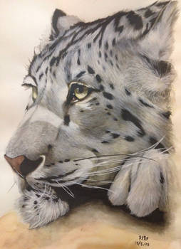 Snow leopard inspired by Jay-co