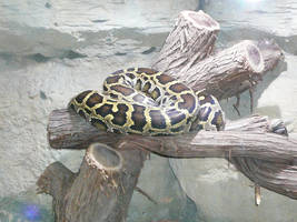 Zoo - Snake