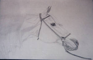 Horse Arabian B-W pencil