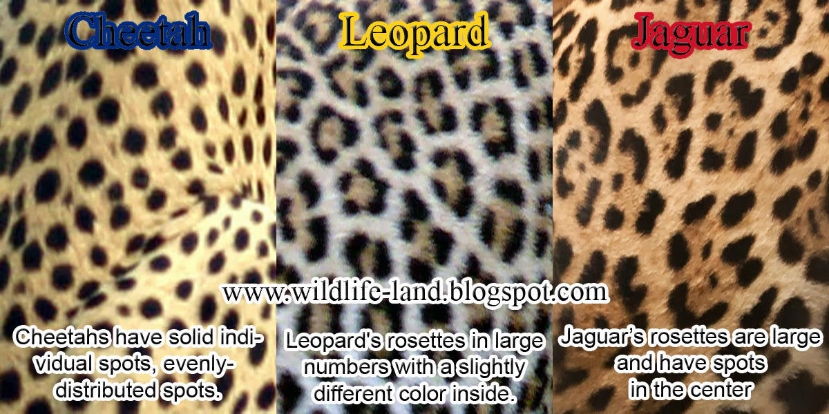 Animal Print Fashion Edit: Cheetah, Jaguar, And Leopard By