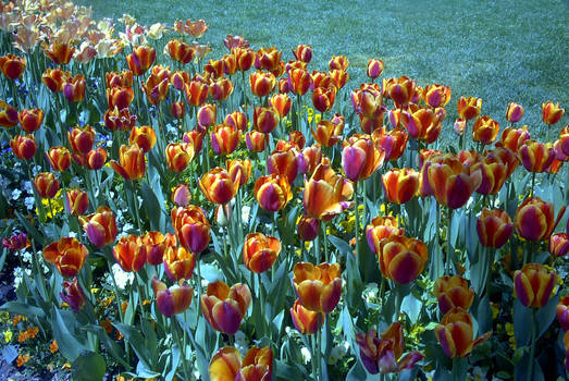 Colorful Flower Patch